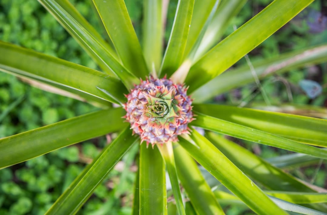 Sacred geometry in a flowering pineapple plant in Agromandala Cultivation